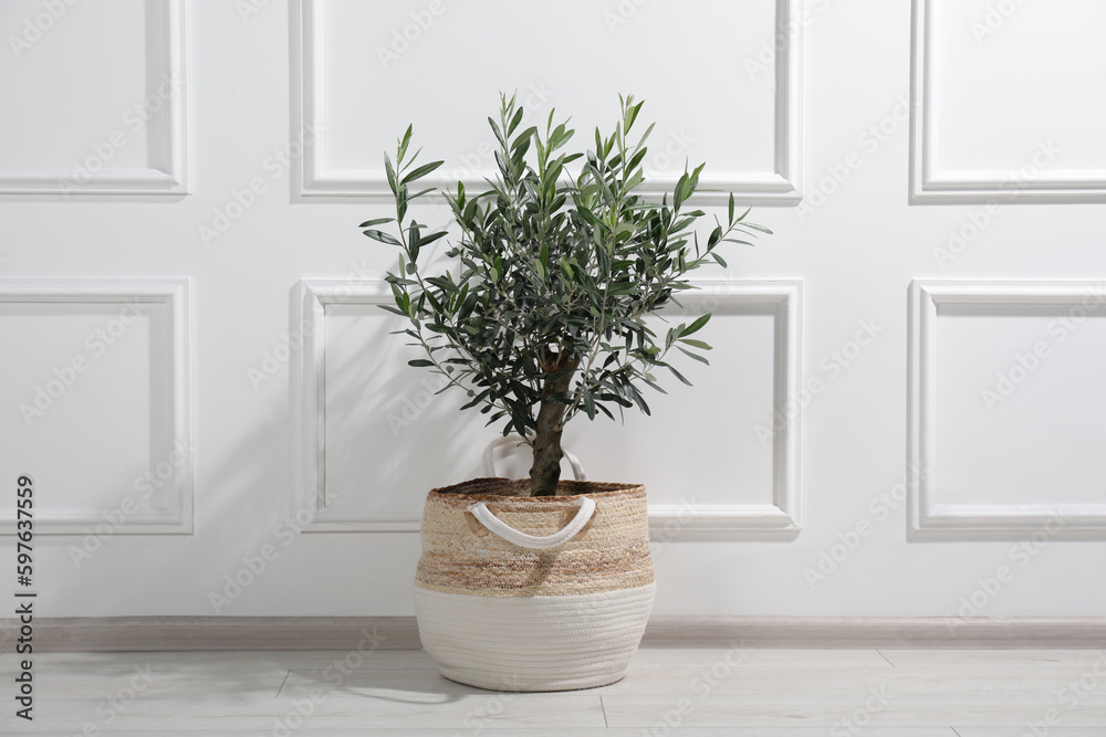 Fototapeta premium Beautiful young potted olive tree near white wall indoors. Interior element