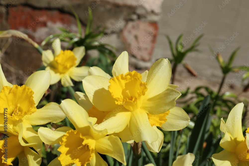 Obraz premium Beautiful yellow daffodils growing outdoors on spring day