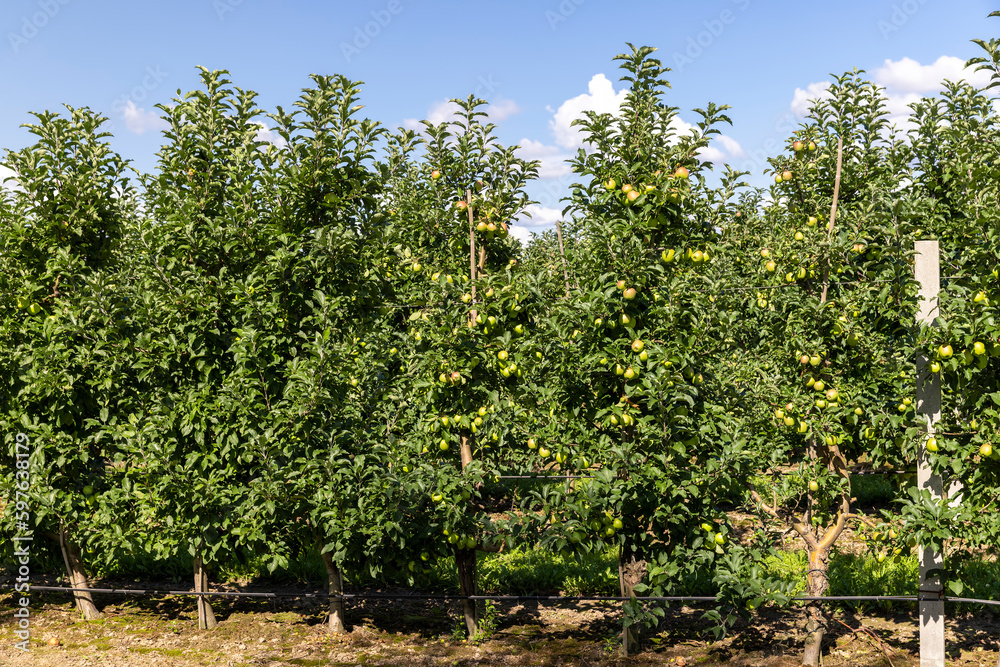 Apple orchard with an unripe harvest of green apples