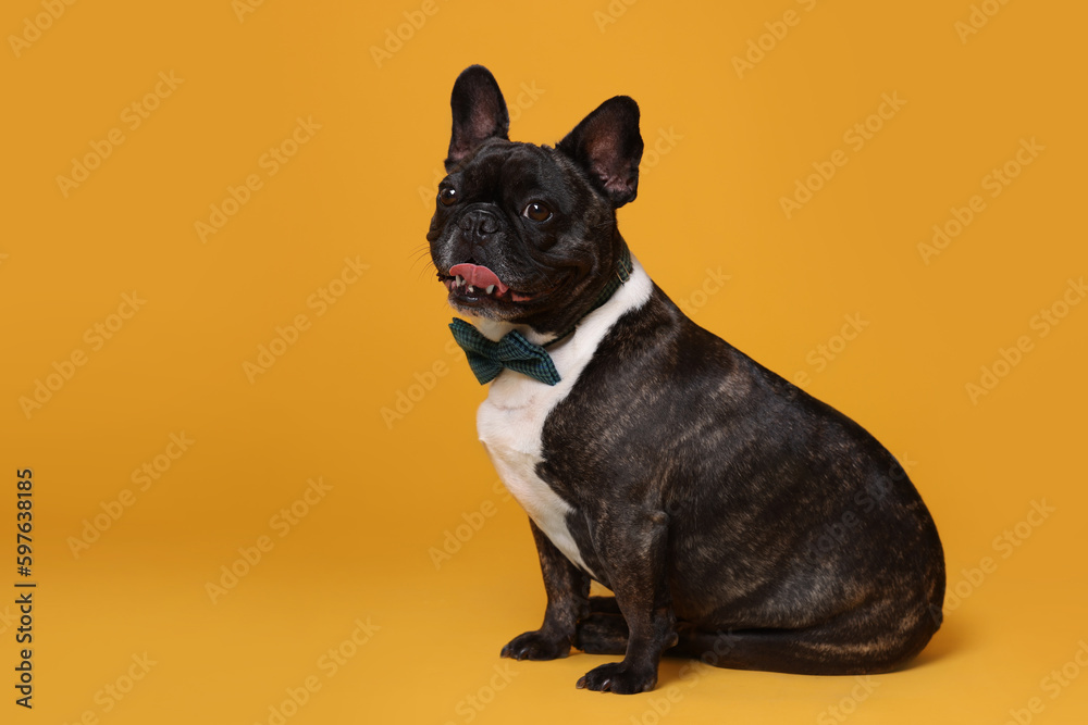 Adorable French Bulldog with bow tie on orange background, space for text