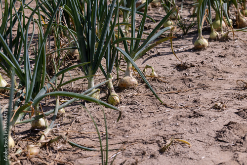 An agricultural field with a harvest of onions in the summer