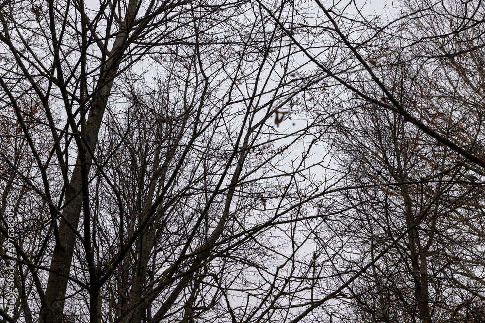 Bare trees in the autumn season Bare trees in the autumn season