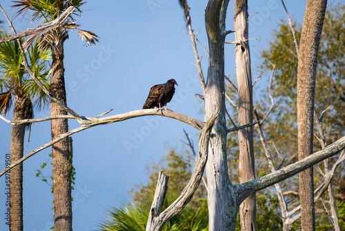 Black Vulture sitting in palm trees at Orlando Wetland Park in Cape Canaveral Florida.