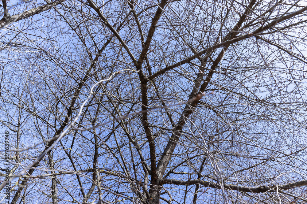 Branches of deciduous trees in the park in spring sunny weather Branches of deciduous trees in the park in spring sunny weather