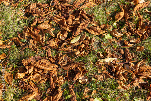 Orange chestnut foliage in the autumn season