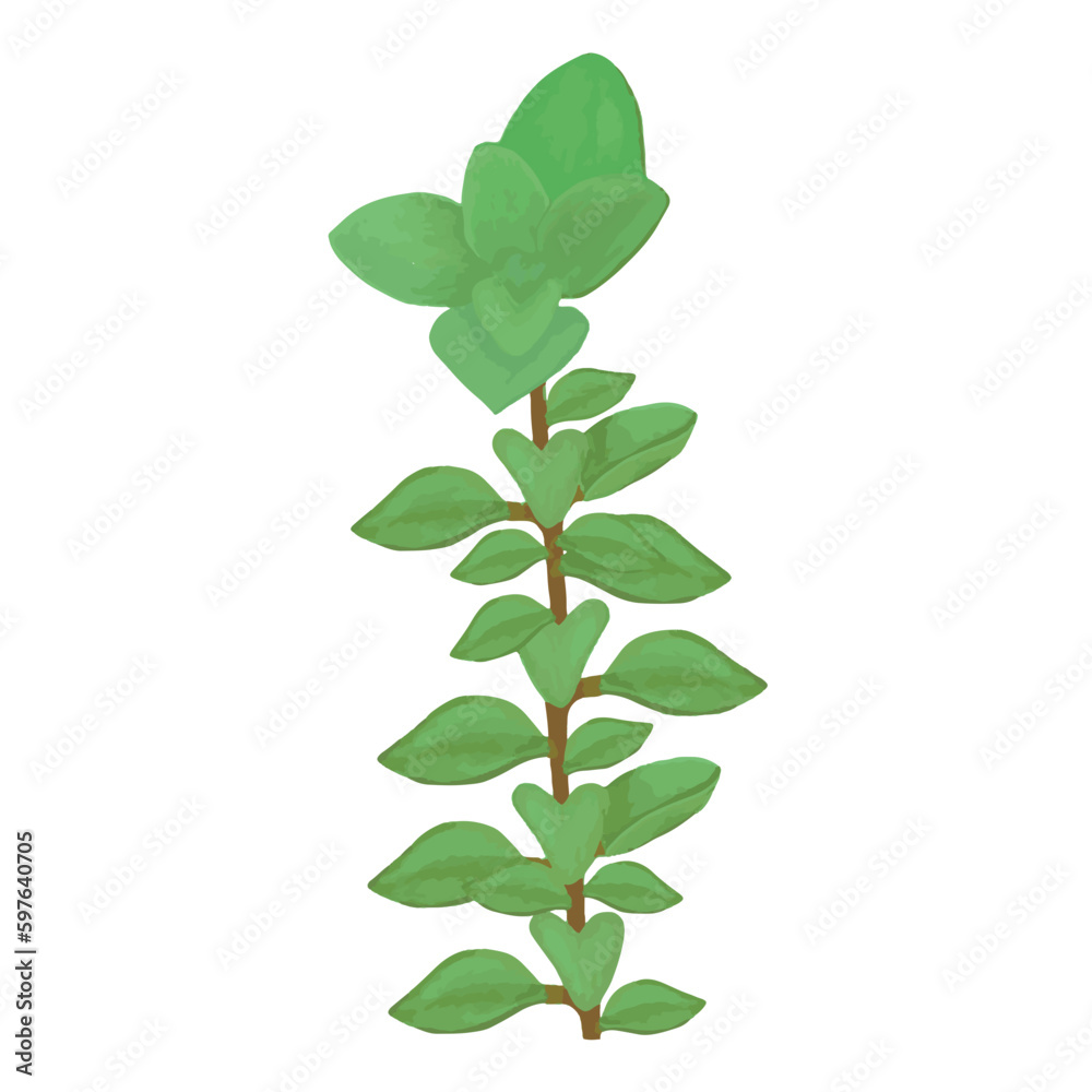Oregano herbs green leaves isolated on white background Oregano herbs green leaves isolated on white background