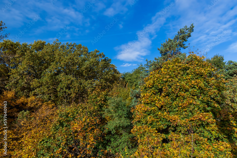 A forest with different trees in the autumn season
