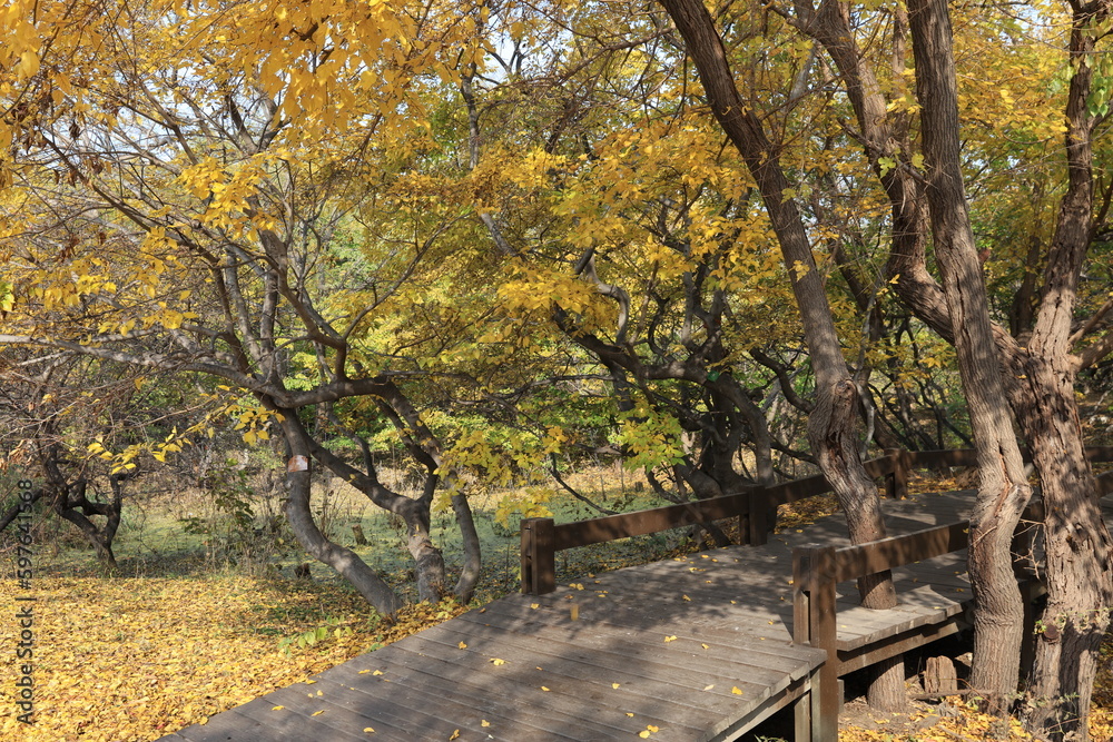 Beautiful trees and paths in autumn Beautiful trees and paths in autumn