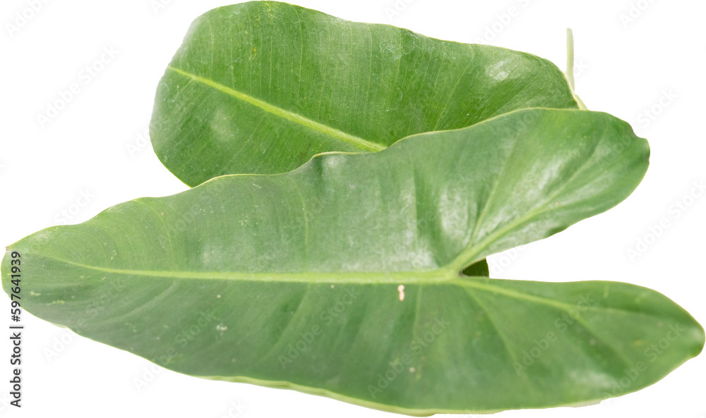 Obraz premium close up shoot of monstera leafs on an isolated white background
