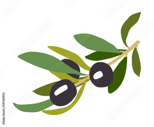 Olive tree fruit illustration.
