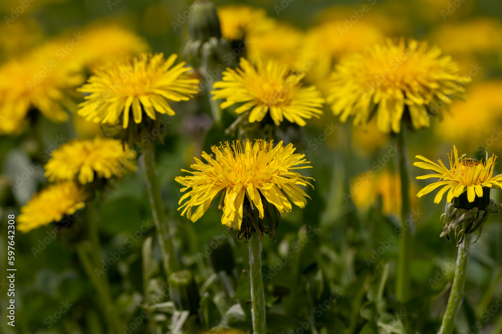 yellow blooming dandelions in the spring season yellow blooming dandelions in the spring season
