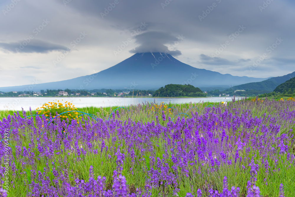 Fuji mountain and Lavender Field in summer cloudy day at Oishi Park, Kawaguchiko Lake, Japan