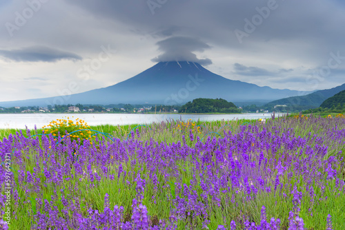 Fuji mountain and Lavender Field in summer cloudy day at Oishi Park, Kawaguchiko Lake, Japan