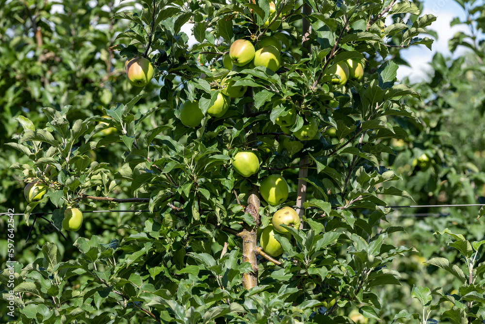 Apple orchard with a mature harvest of green apples Apple orchard with a mature harvest of green apples