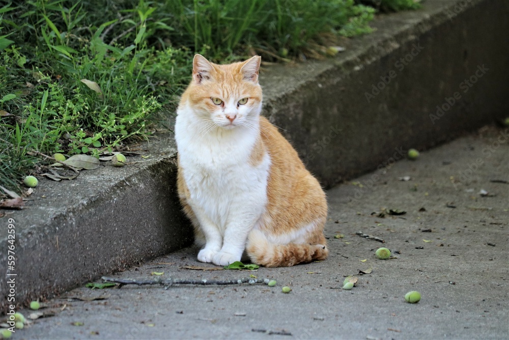 Fototapeta premium 境内に佇む猫さん 春の日のチャトラ