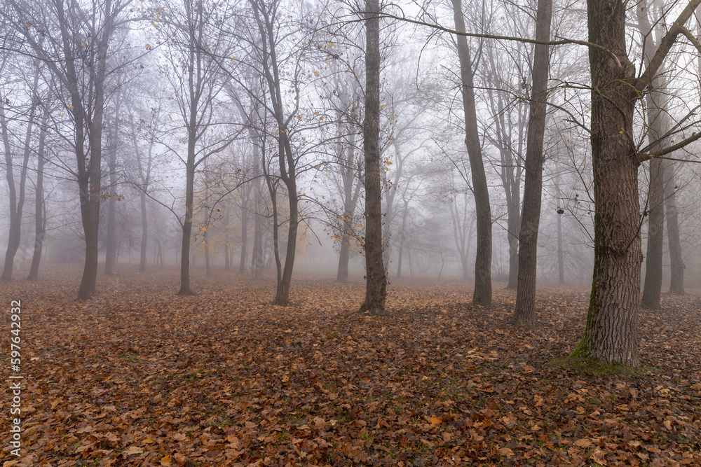 Bare deciduous trees in the autumn season in cloudy weather Bare deciduous trees in the autumn season in cloudy weather