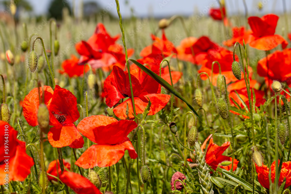 Fototapeta premium Red poppies on the field in the summer