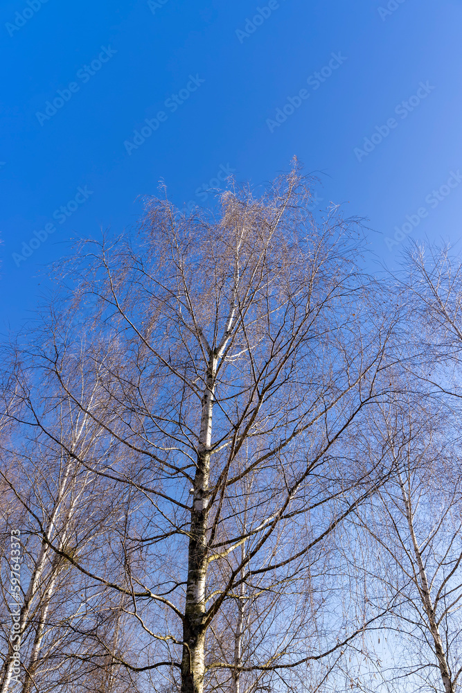 leafless birch trees in early spring in sunny weather leafless birch trees in early spring in sunny weather