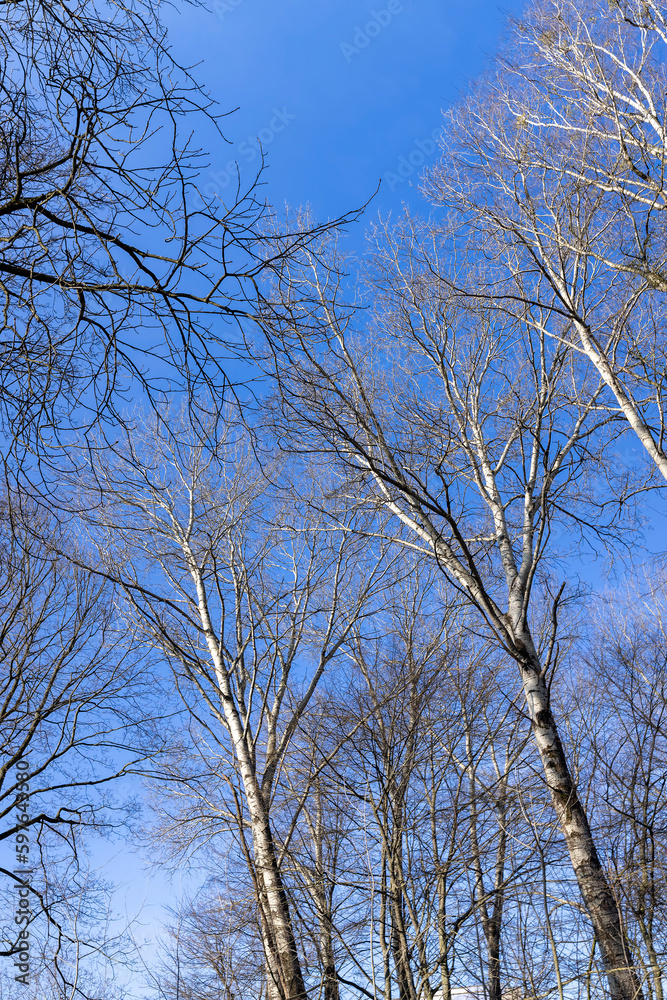 birch tree without foliage in the spring season birch tree without foliage in the spring season