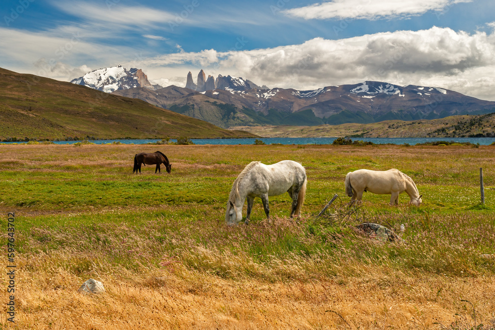 Fototapeta premium Two white horses grazing in the meadows of Torres del Paine