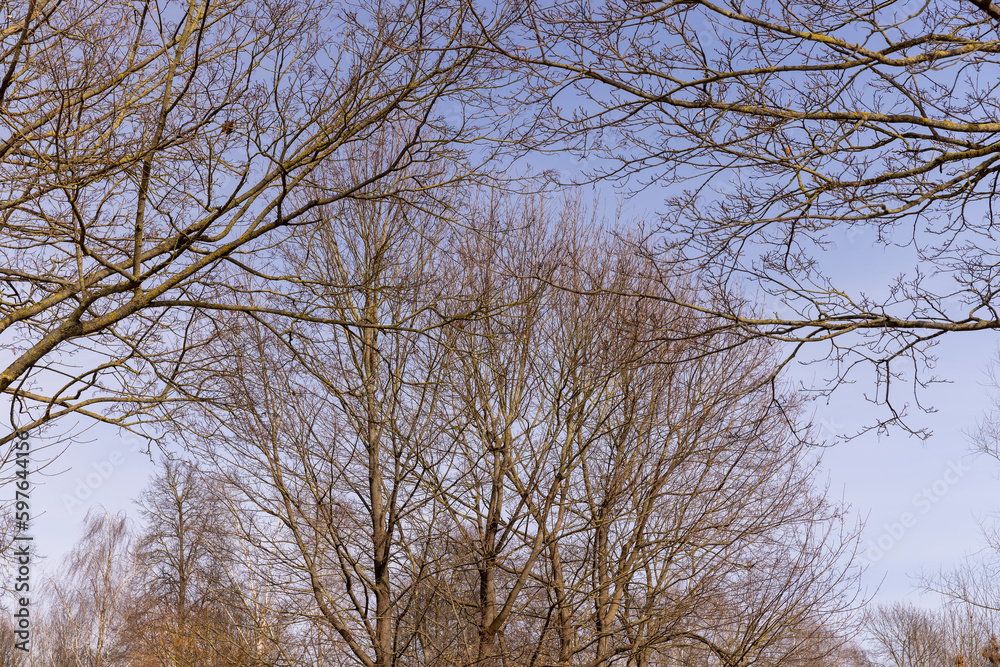Branches of deciduous trees in the park in spring sunny weather Branches of deciduous trees in the park in spring sunny weather