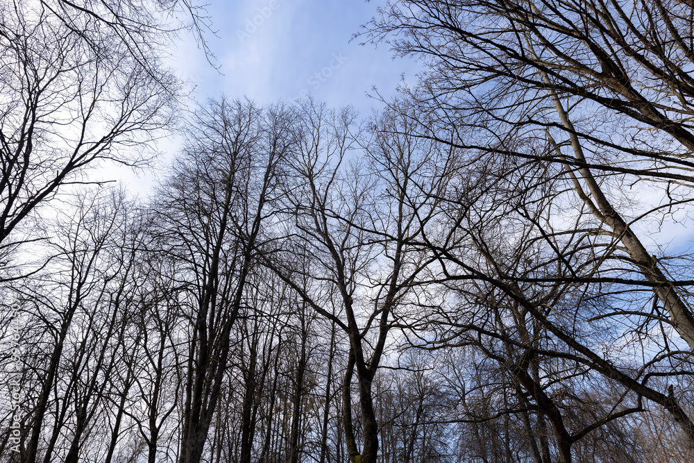 Tall deciduous trees in early spring without foliage Tall deciduous trees in early spring without foliage