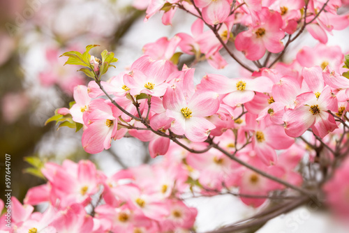 Pink dogwood tree flowering in Pittsburgh, Pennsylvania