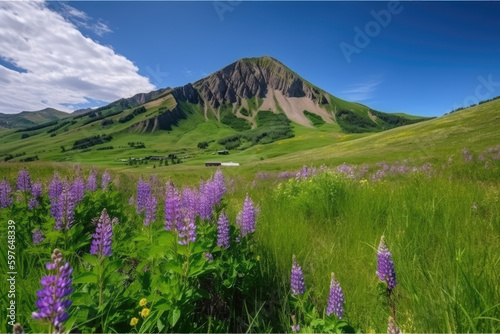 Wide angle foreground of green grass and purple blue lupine flowers in Colorado summer background