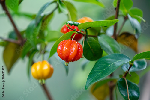 Ripe pitanga fruits (Eugenia uniflora),on the tree and blurred background photo
