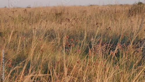 Adult cheetah with tracking collar walks through frame in tall grass