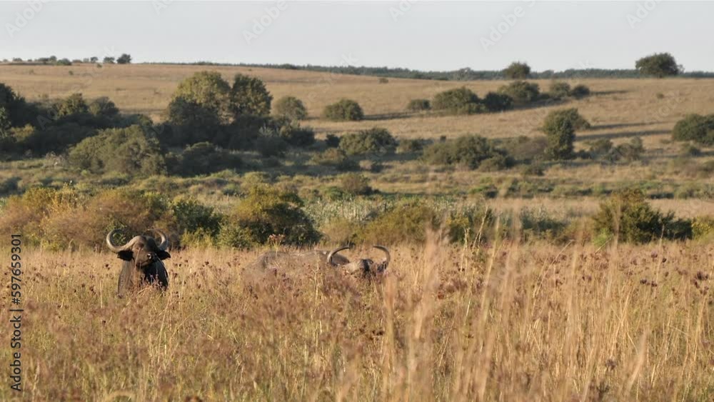 Two African Buffalo walk in tall dry grass of hilly savanna, wide shot Two African Buffalo walk in tall dry grass of hilly savanna, wide shot