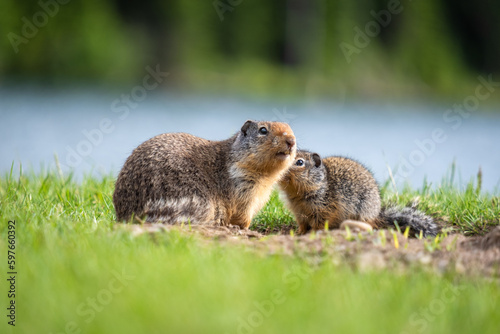 Photos Squirrels in E.C. Manning Provincial Park, British Columbia