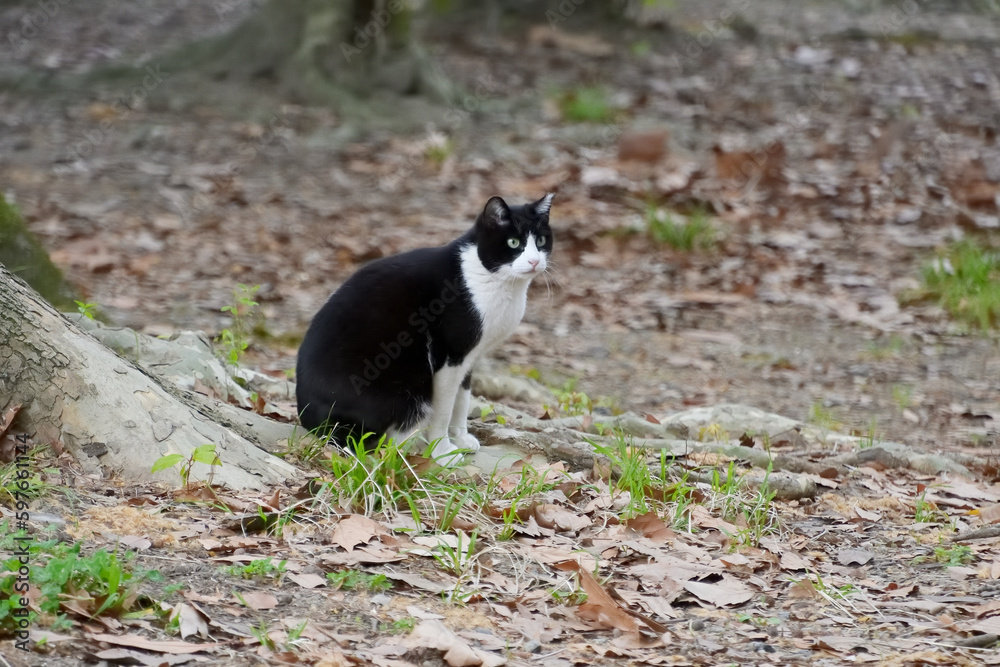 公園の木の下に座って、餌を運んでくる人を待っている黒ブチの野良猫