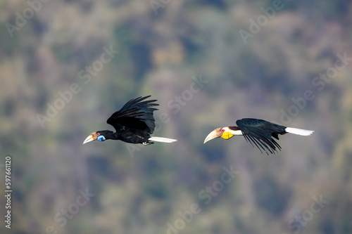 Wreathed Hornbill flying on sky © chamnan phanthong