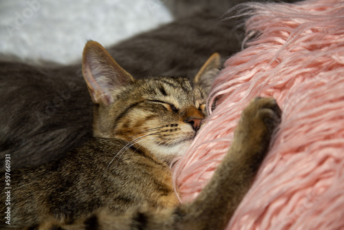 Kitten sleeping on shaggy pink pillow