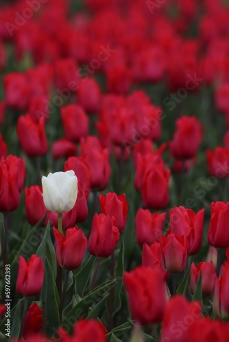 Close up of red tulips with one white tulip standing out