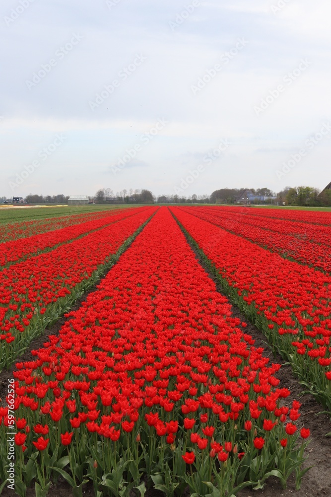 Red by fields of tulips leading to the horizon lines by trees