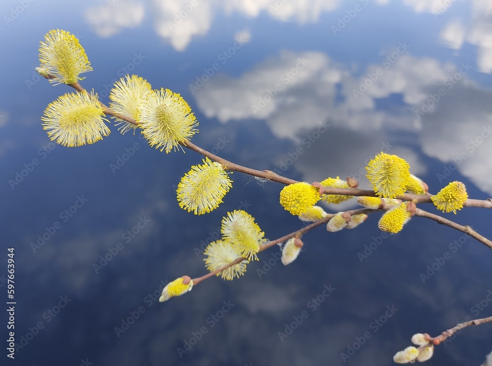 Yellow willow flower buds against a blue lake, with reflection of white clouds. Spring landscape with willow and pond. Holly willow Salix caprea Yellow willow flower buds against a blue lake, with reflection of white clouds. Spring landscape with willow and pond. Holly willow Salix caprea