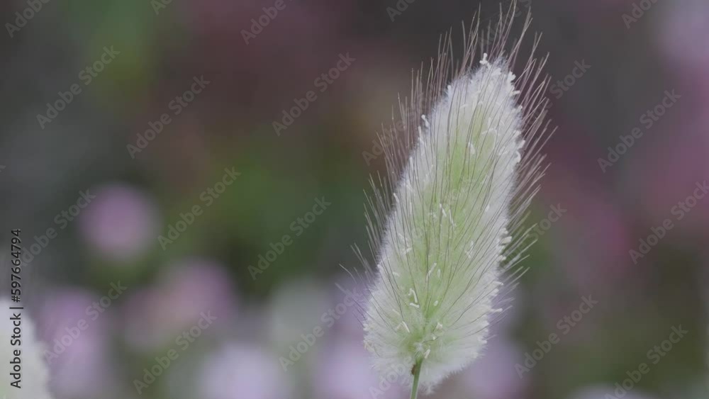 Tokyo, Japan - April 29, 2023: Closeup of bunny tails of lagurus ovatus
Tokyo, Japan - April 29, 2023: Closeup of bunny tails of lagurus ovatus