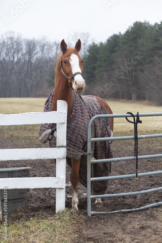Horse in blanket behind gate and fence
