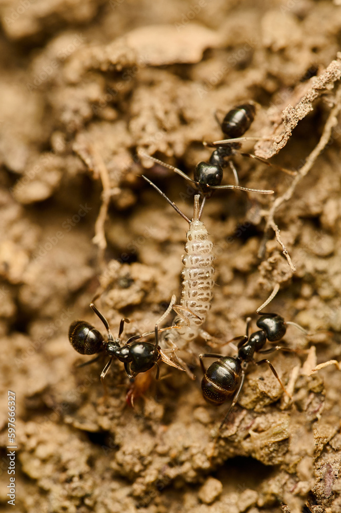 Black ants fighting with tiny millipede. Small ants trying to win other insect. Different insects fighting in natural environment.