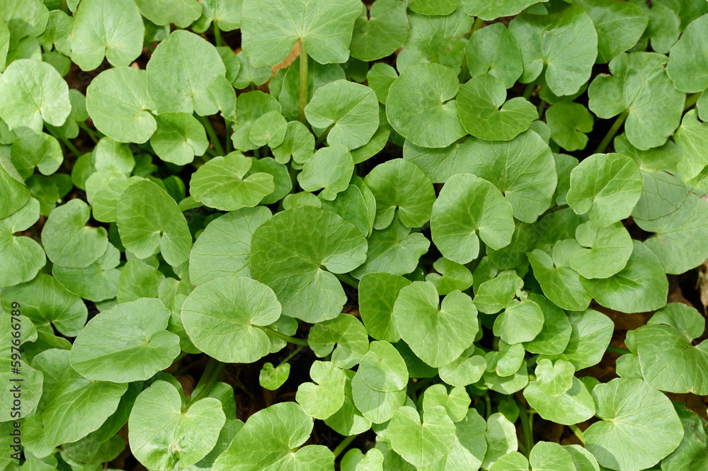 Close up view of field covered by european wild ginger. Large amount of asarum europaeum. Green plant covering ground. Close up view of field covered by european wild ginger. Large amount of asarum europaeum. Green plant covering ground.