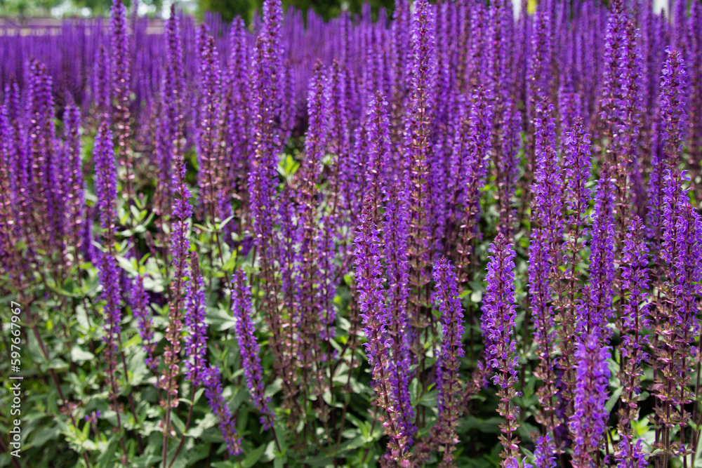 Obraz premium Beautiful city park with lavender field. Summer and vacation.