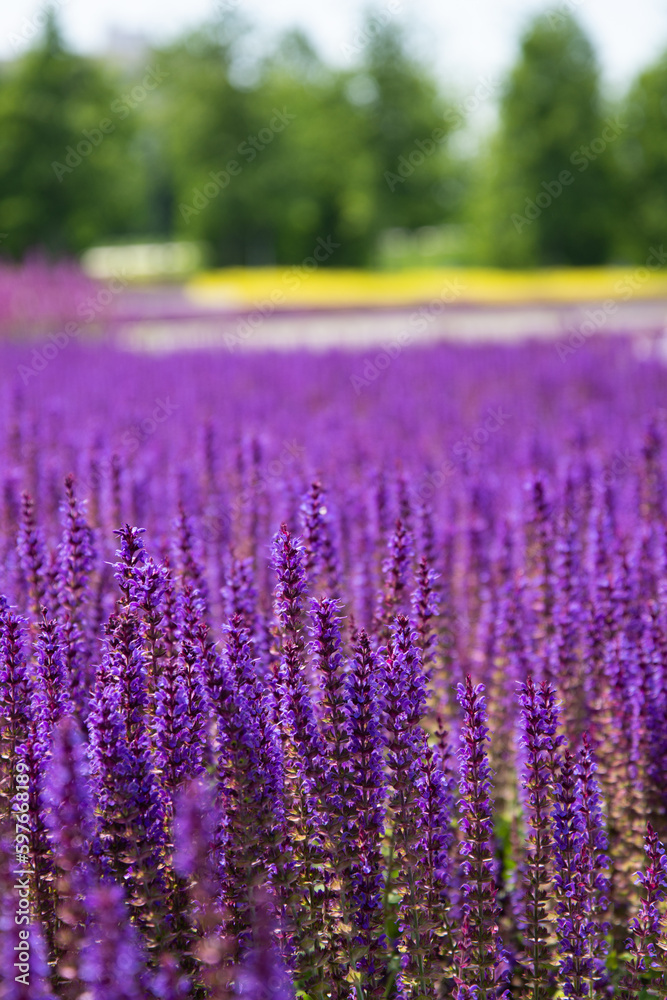 Beautiful city park with lavender field. Summer and vacation. Beautiful city park with lavender field. Summer and vacation.