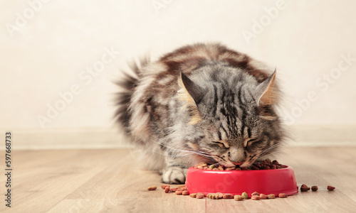 Foto Beautiful cat eating pet food on light background