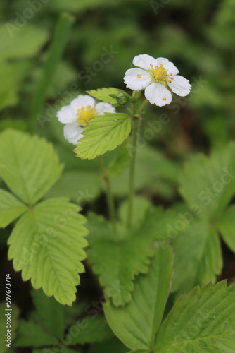 Close-up of wild strawberry plants in bloom on springtime. Fragaria vesca flowers on selective focus