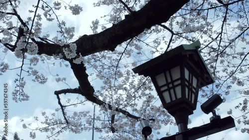 Arboles de Sakura floreciendo en templos de Japon en Tokyo