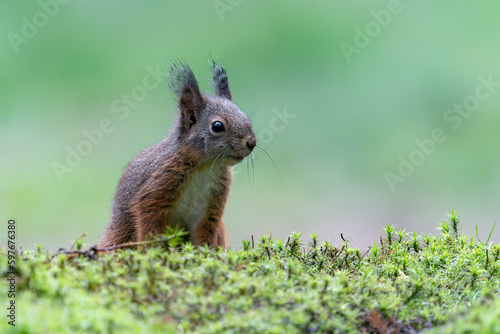 Curious Eurasian red squirrel  Sciurus vulgaris  in the forest of Noord Brabant in the Netherlands.         