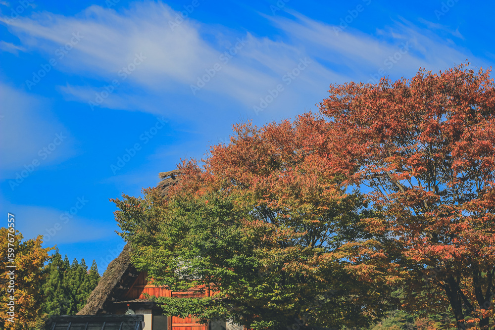 Naklejka premium the tree at fall season at Shirakawa go, Japan