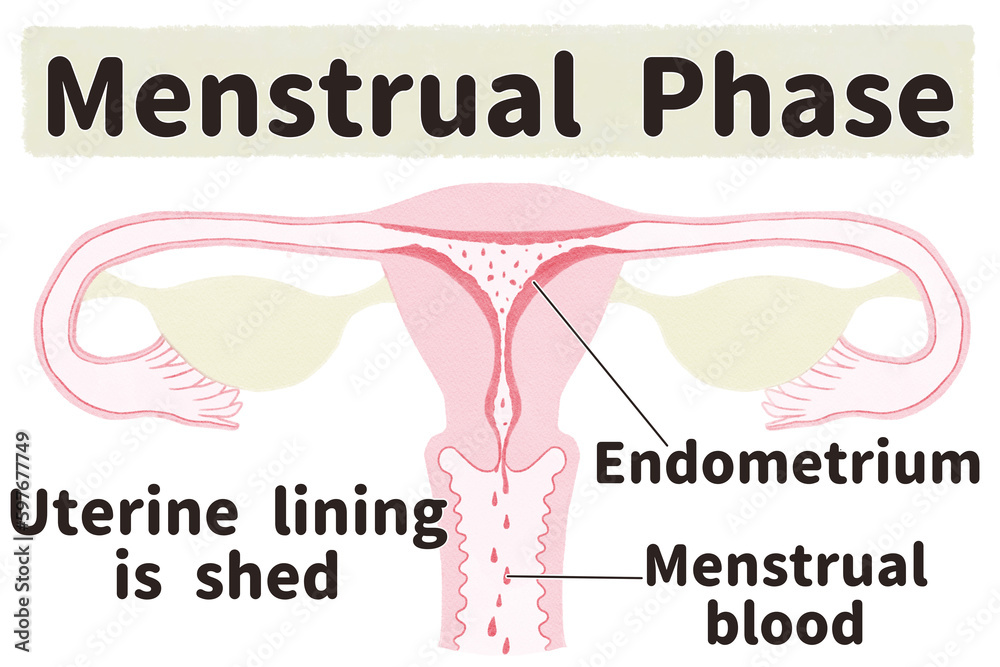 Obraz premium Menstrual cycle diagram; Menstrual phase PNG